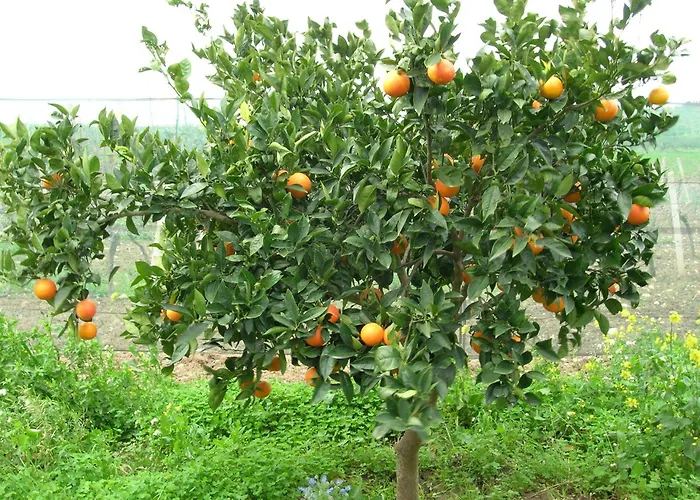 Agriturismo Baglio Donna Santa