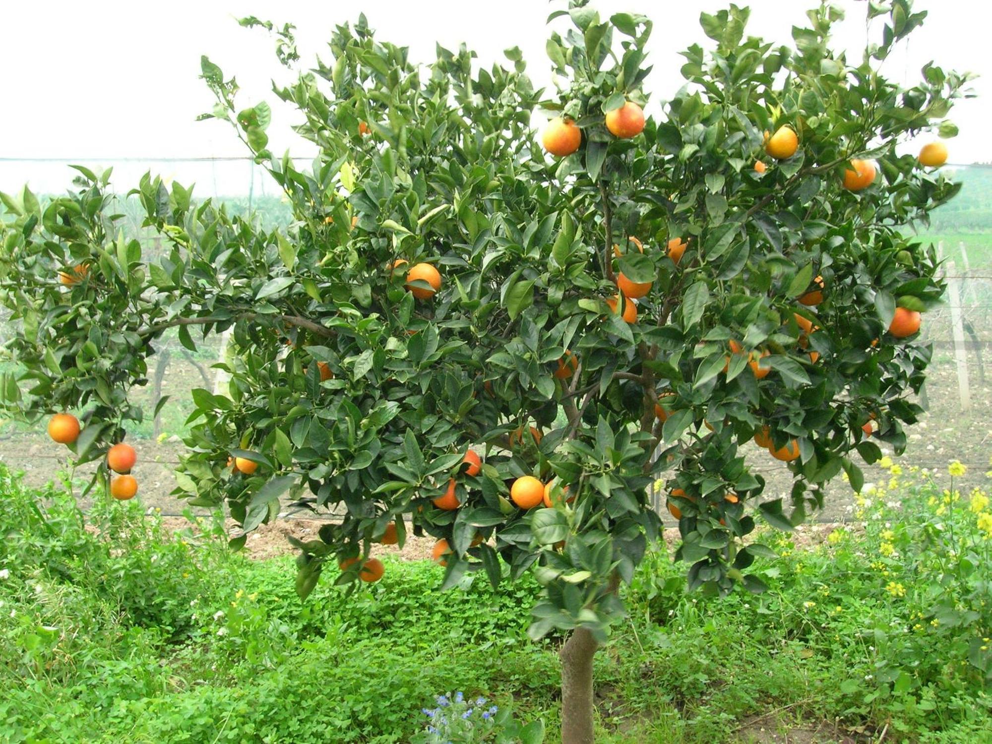 Baglio Donna Santa Bauernhof *
